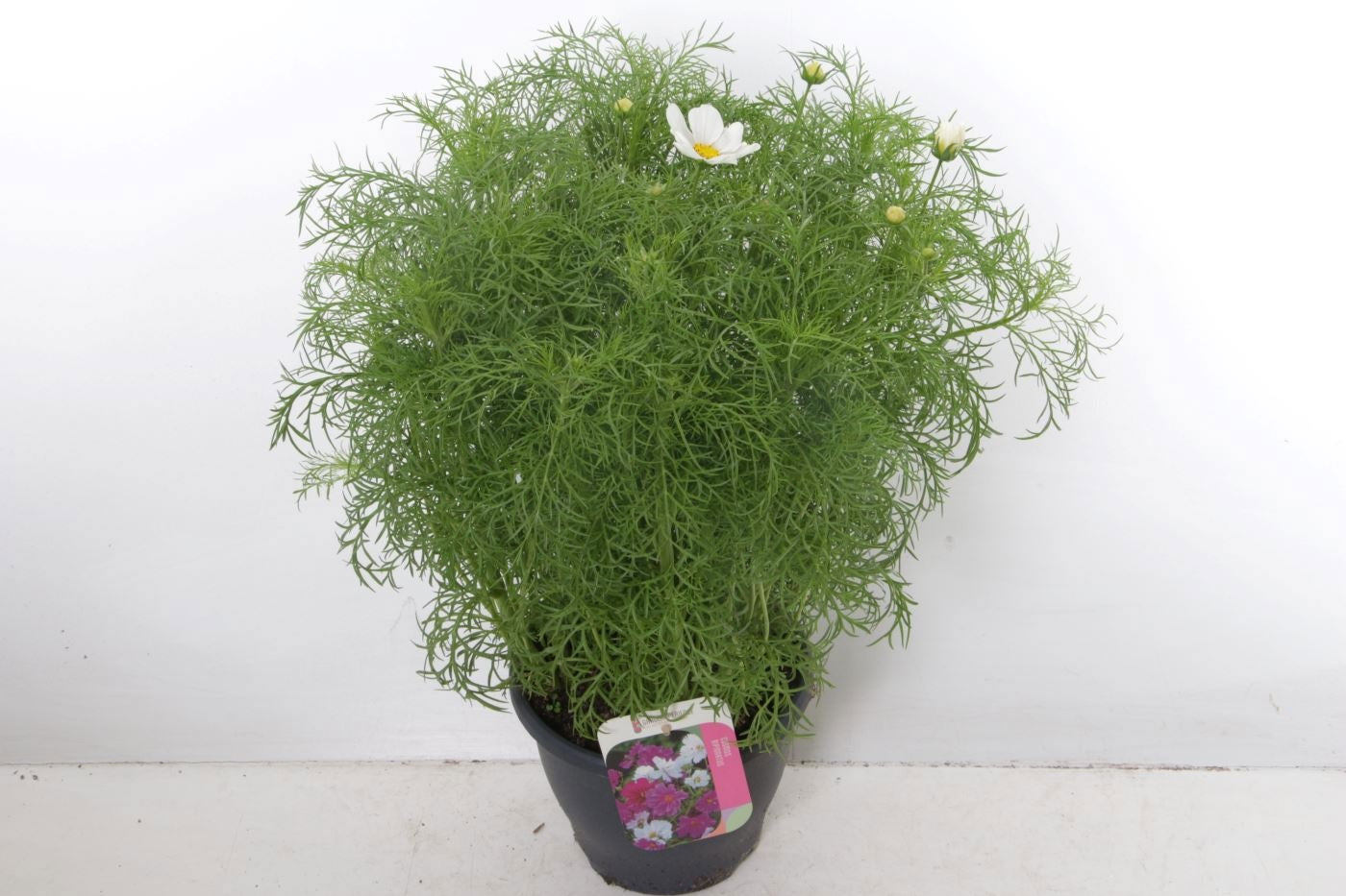 Cosmos bip. Casanova White 65cm 23cm Pot