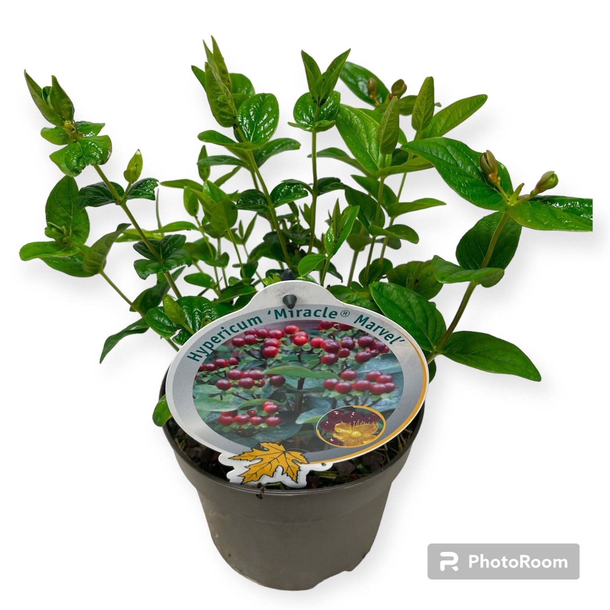 Hypericum dum. Peter Dummer 40cm 12cm Pot