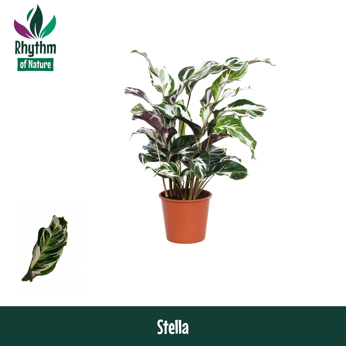 Calathea Stella 45cm 14cm Pot