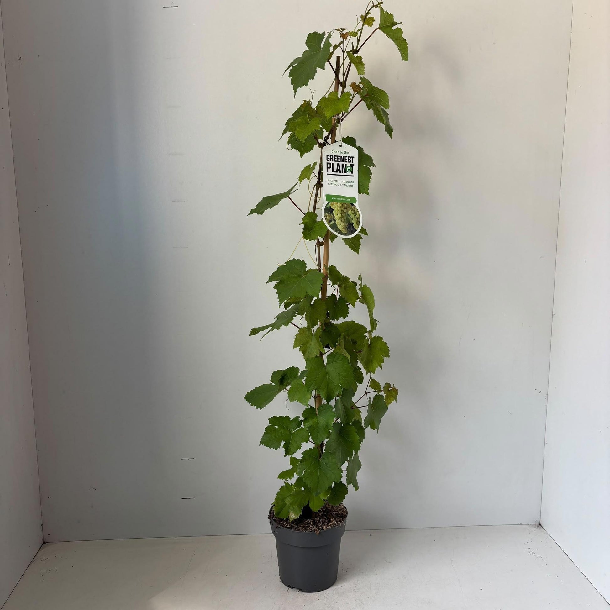 Vitis Vroege van der Laan (Grape) 90cm 17cm Pot