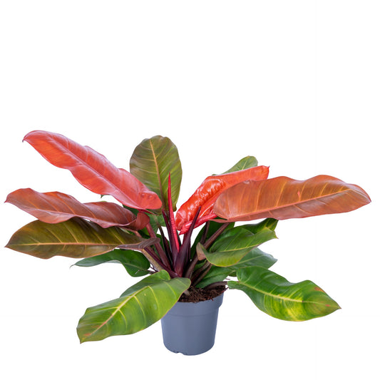 Philodendron scandens 80cm 24cm Pot