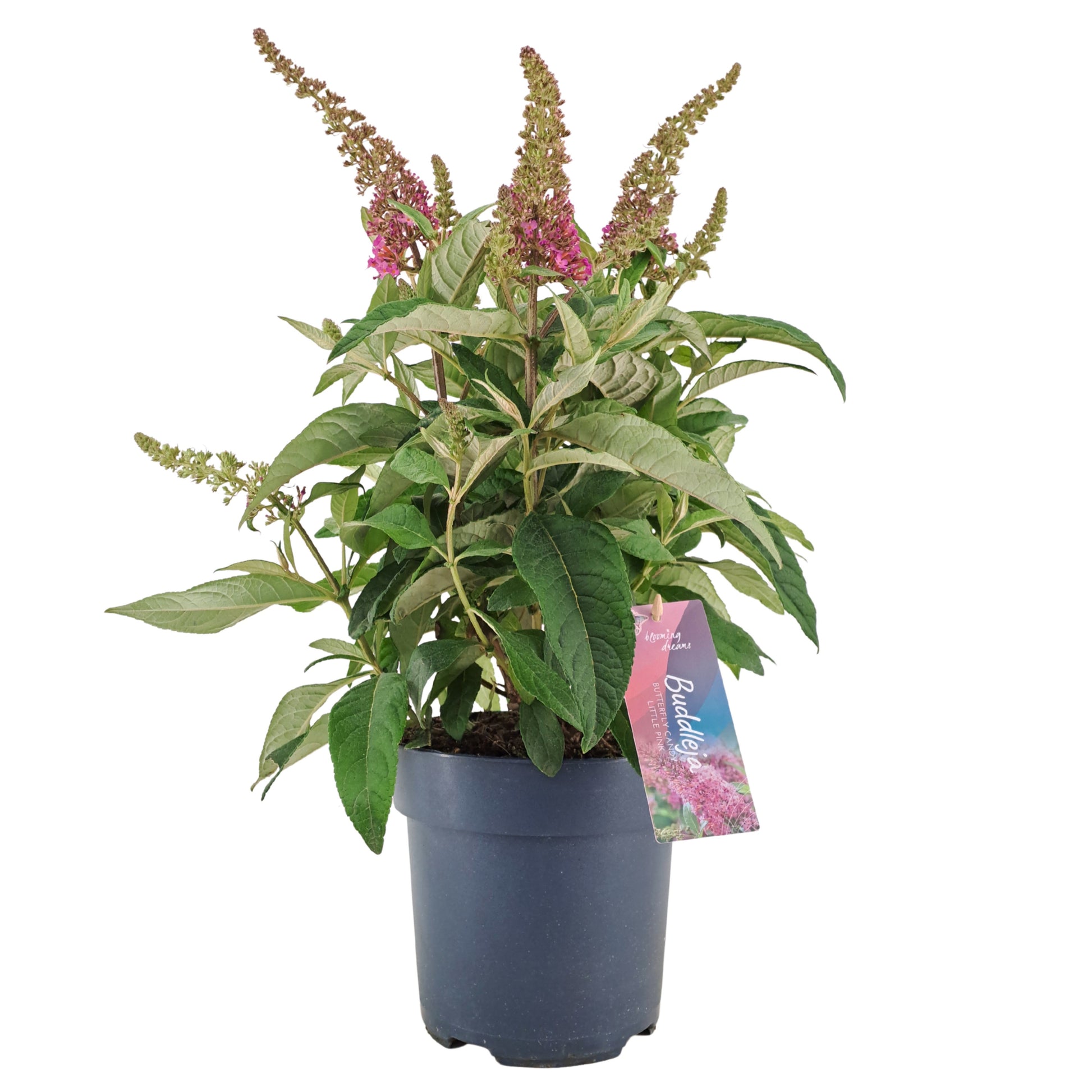 Buddleja Butterfly Candy Little Pink 45cm 17cm Pot