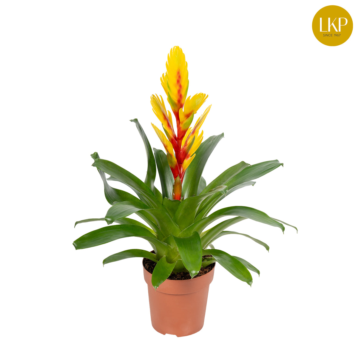 Vriesea Intenso Yellow Flame 45cm 12cm Pot