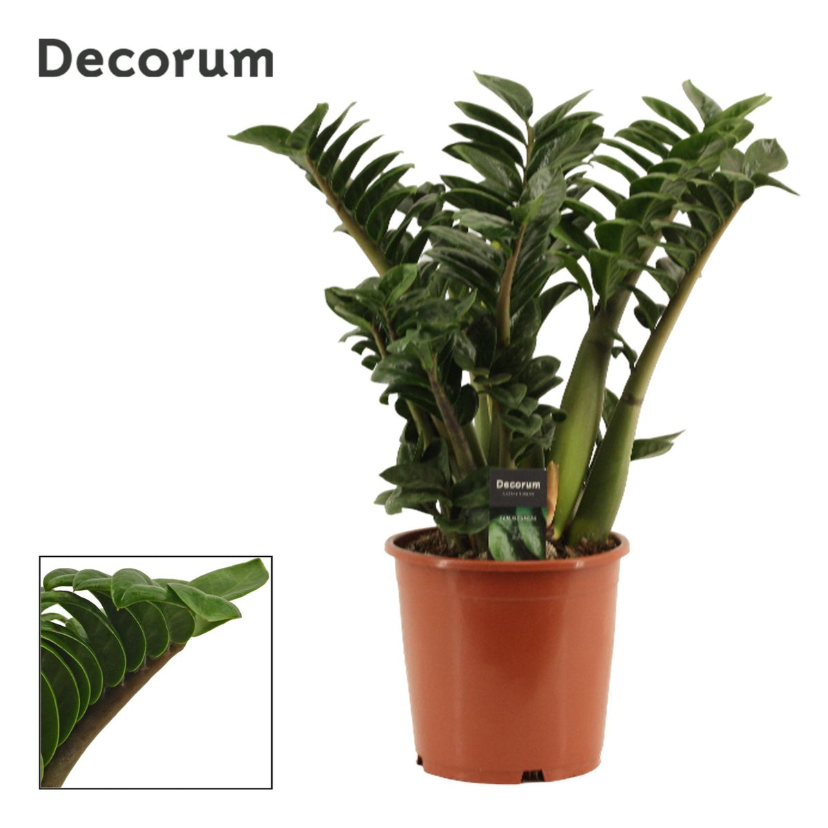Zamioculcas Zenzi 65cm 21cm Pot