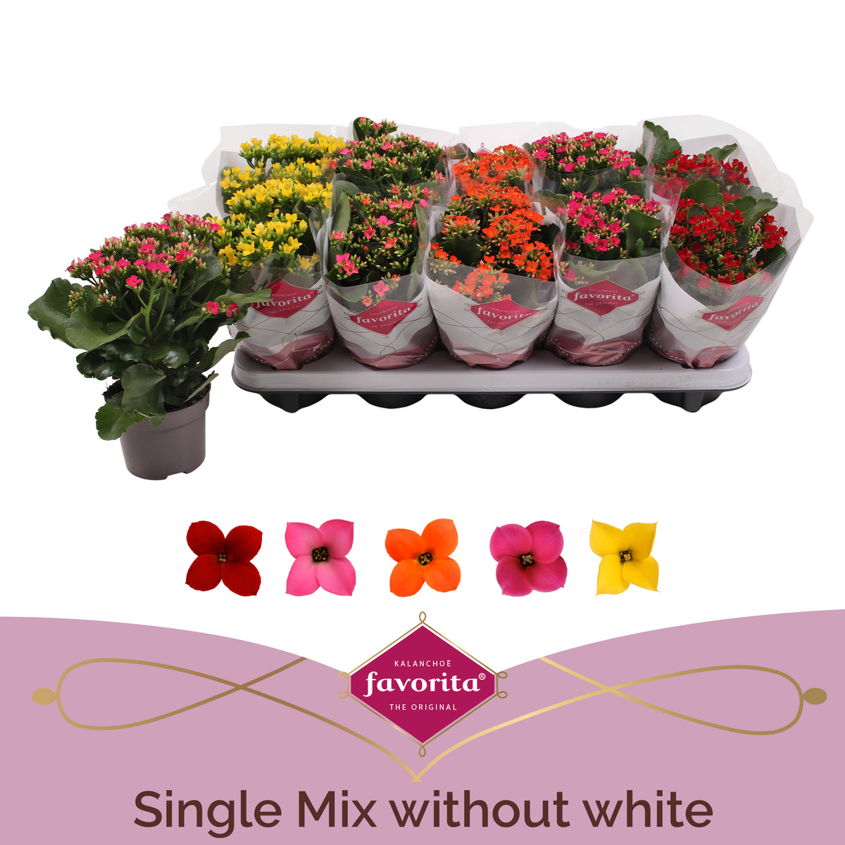 Kalanchoe mix 22cm 10.5cm Pot