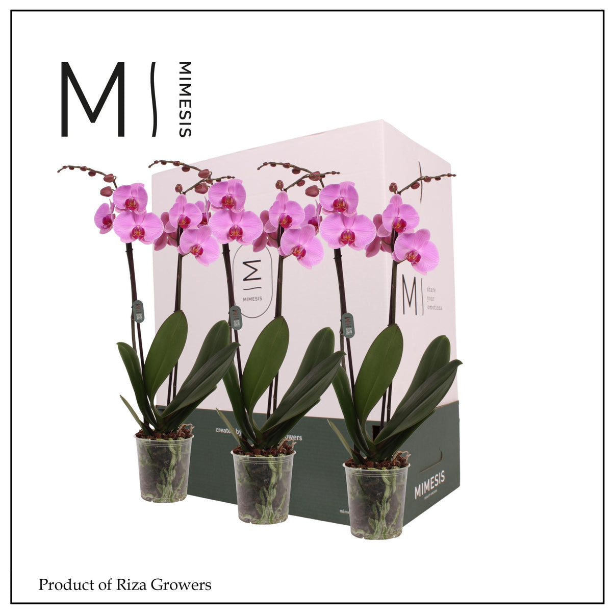 Phalaenopsis pink 70cm 12cm Pot