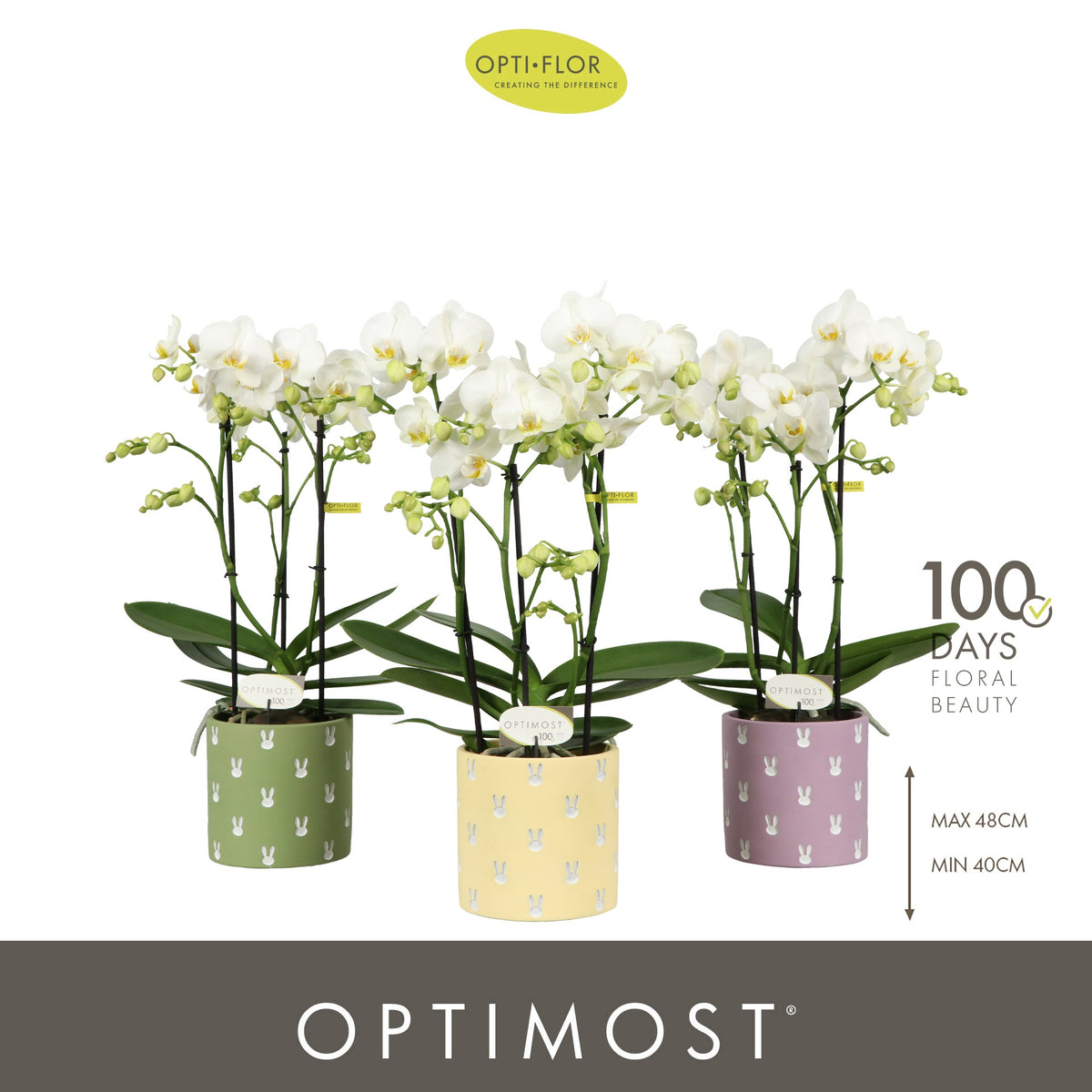 Phalaenopsis multiflora white 45cm 12cm Pot