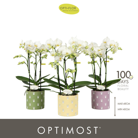 Phalaenopsis multiflora white 45cm 12cm Pot