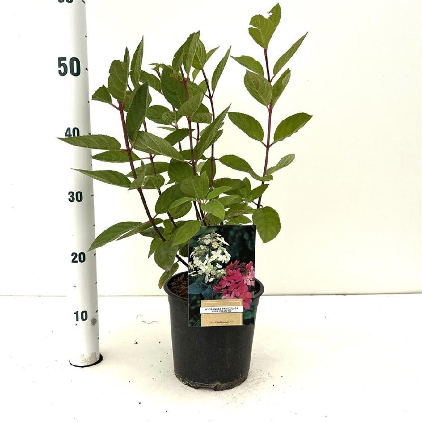 Hydrangea pan. Pink Diamond 45cm 17cm Pot