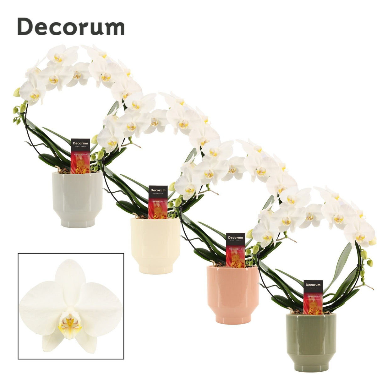 Phalaenopsis white 45cm 12cm Pot