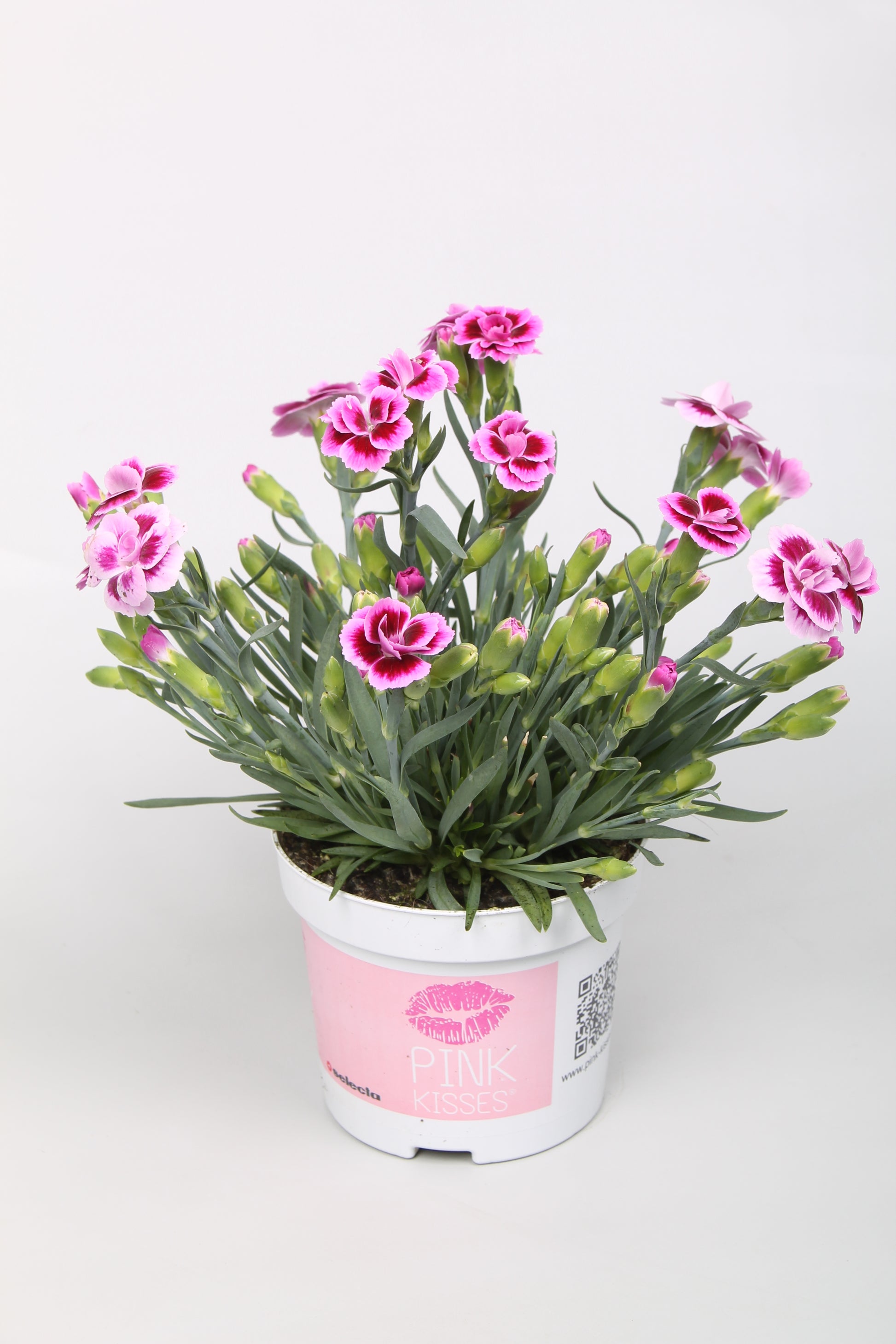 Dianthus Pink Kisses 20cm 9cm Pot