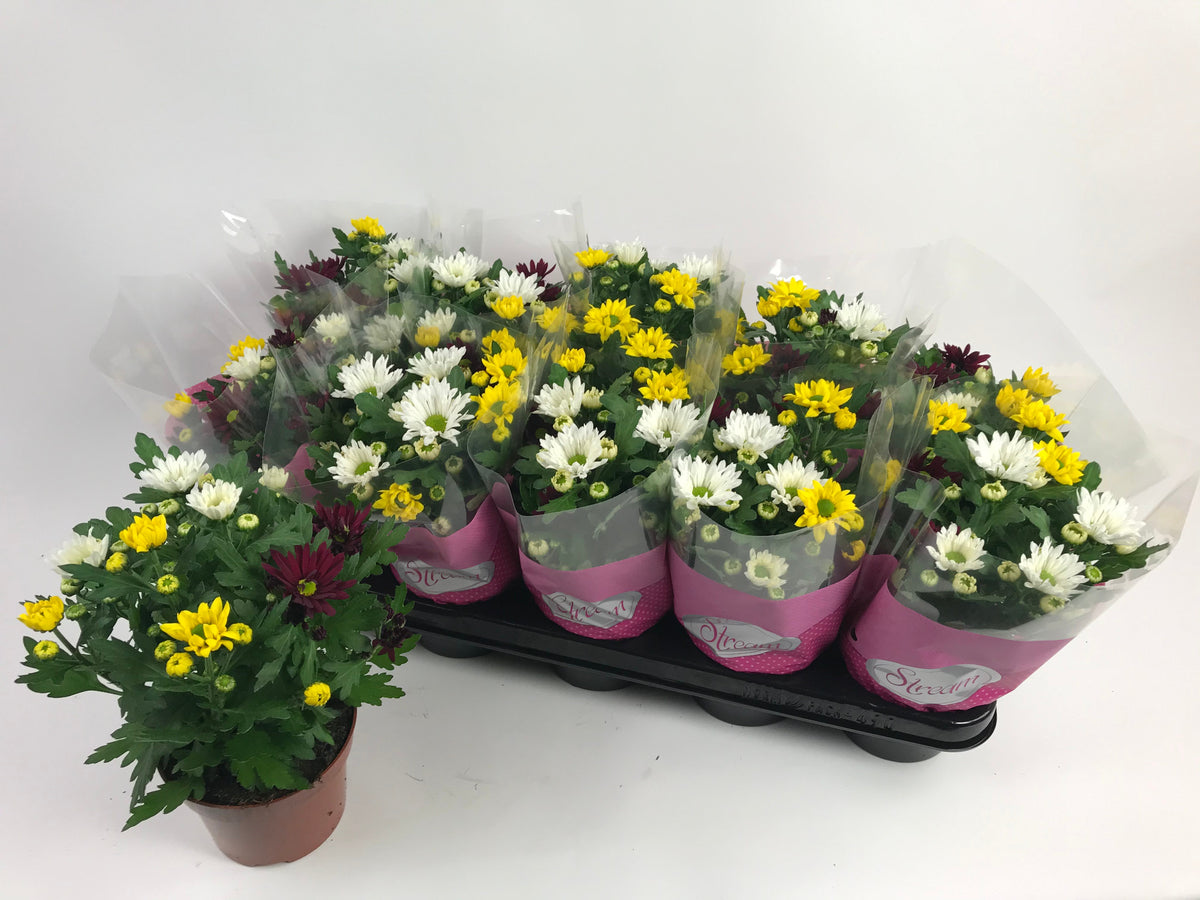 Chrysanthemum Stream carnaval 20cm 12cm Pot