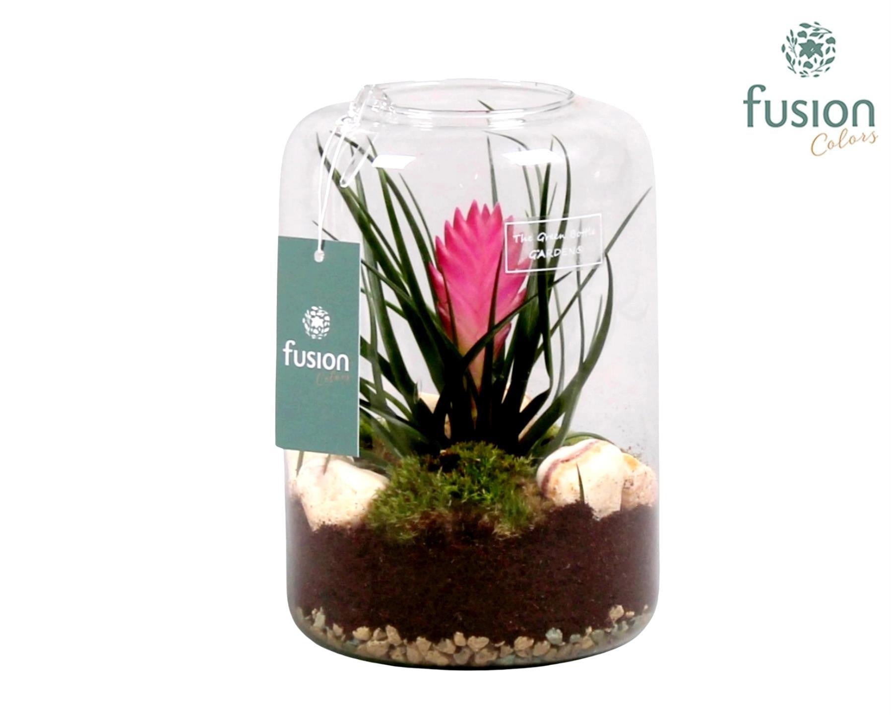 arr. Bromelia 25cm 15cm Pot