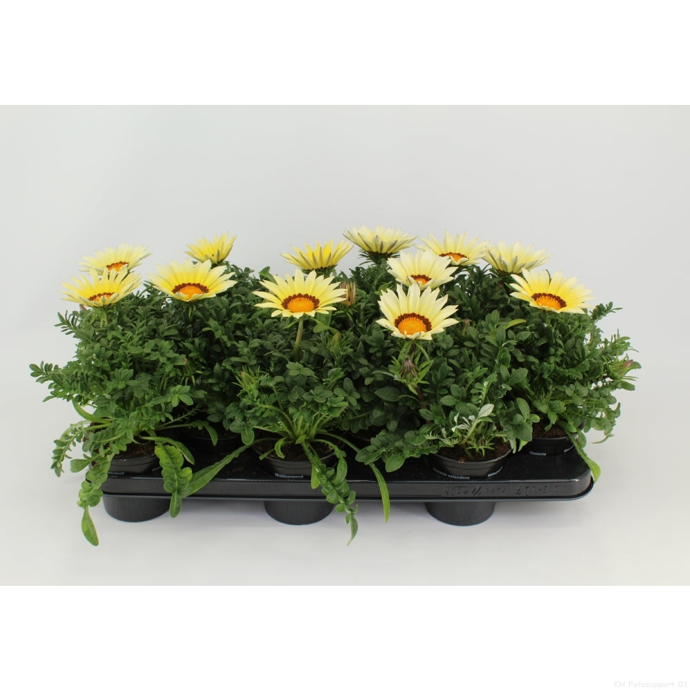 Gazania Daybreak White 25cm 510cm Pot
