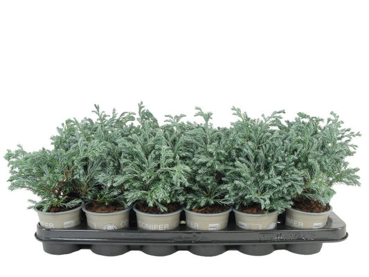 Chamaecyparis Boulevard 15cm 9cm Pot