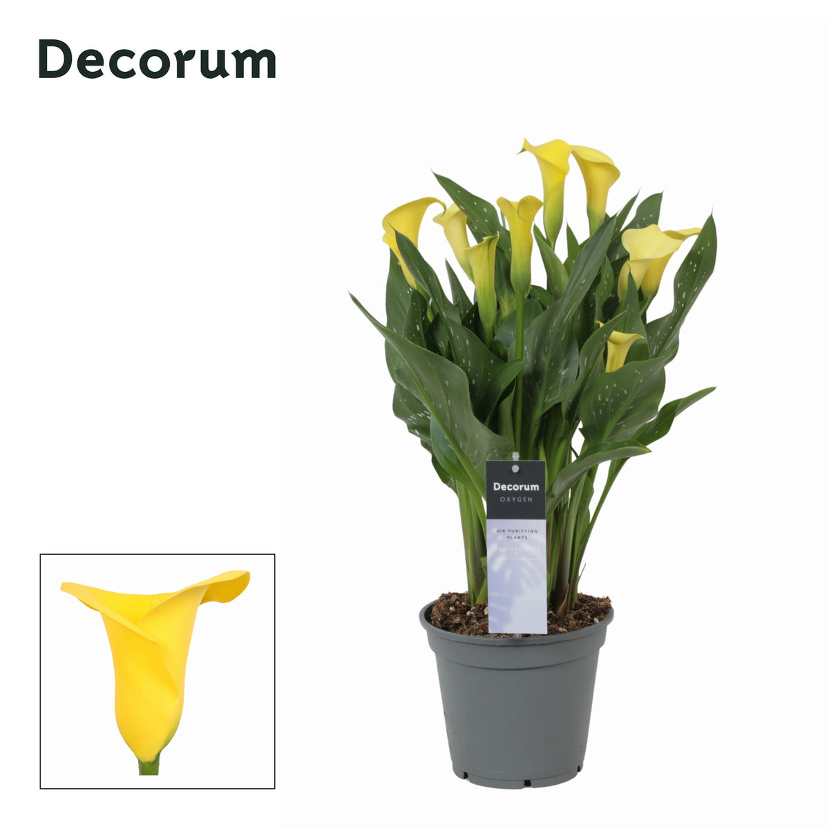 Zantedeschia Sunclub 35cm 12cm Pot