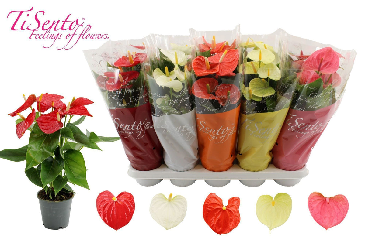 Anthurium mix 40cm 12cm Pot