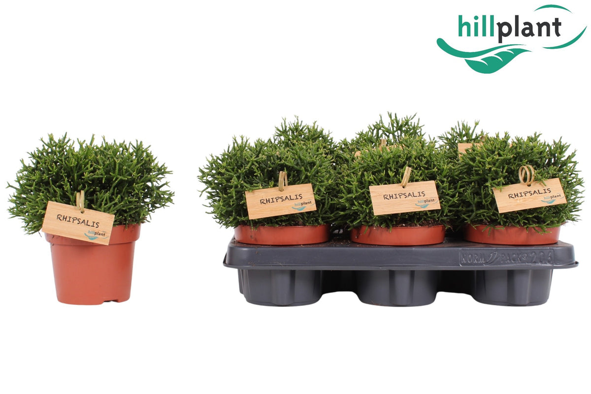 Hatiora 15cm 12cm Pot