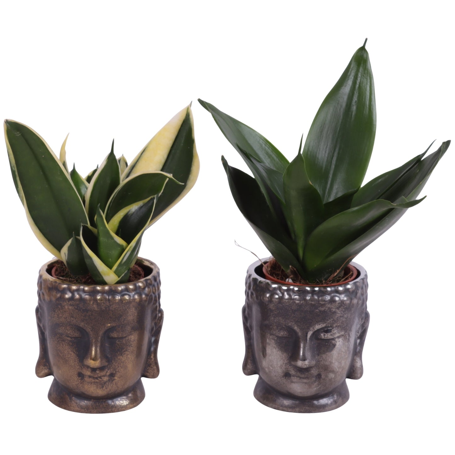 Sansevieria trifasciata 20cm 8cm Pot