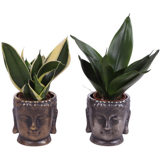 Sansevieria trifasciata 20cm 8cm Pot