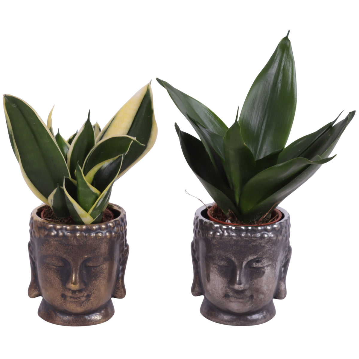 Sansevieria trifasciata 20cm 8cm Pot