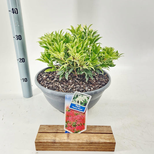 Pieris japonica Forest Flame 30cm 33cm Pot