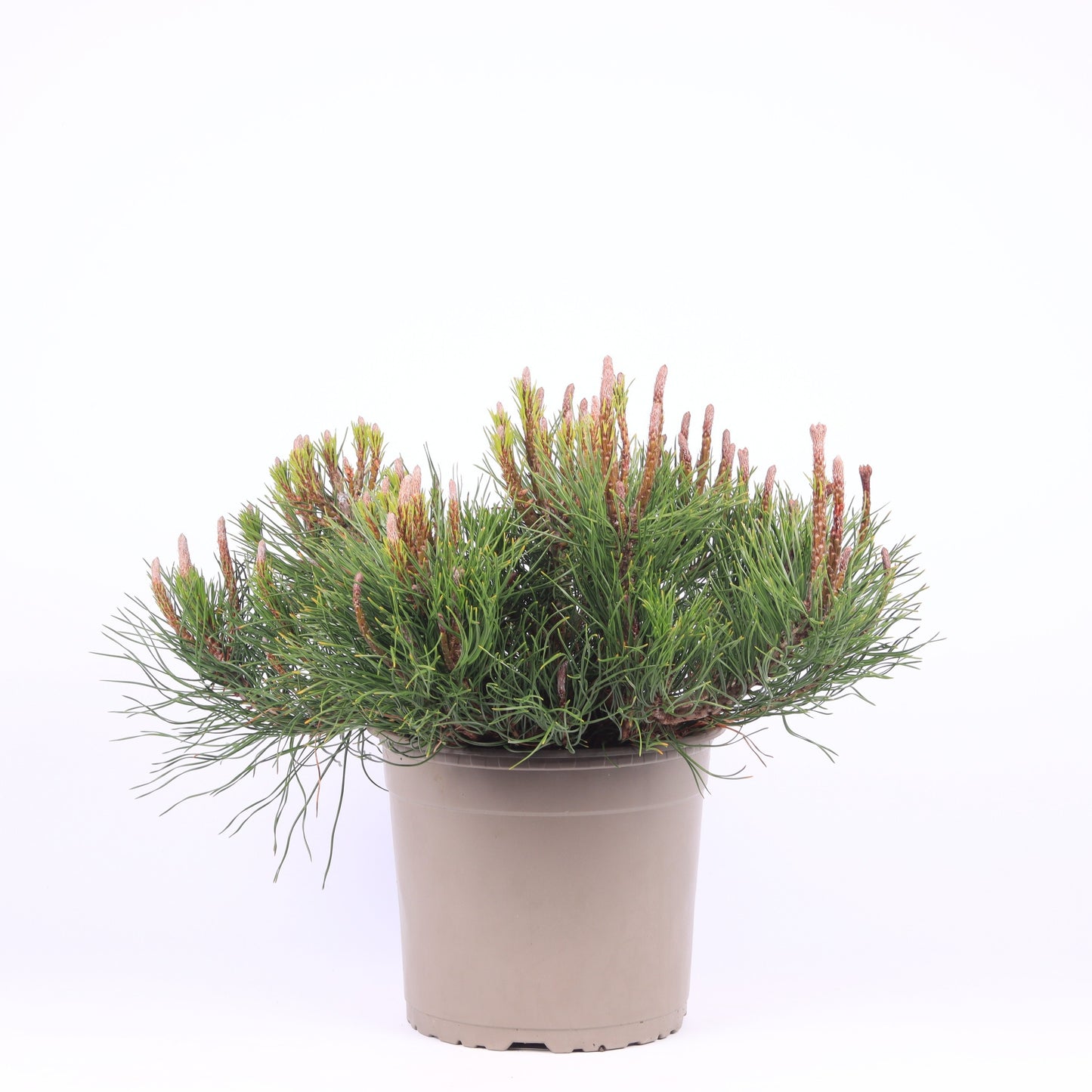 Pinus mugo Mughus 40cm 23cm Pot