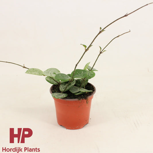 Hoya Mathilde 20cm 9cm Pot