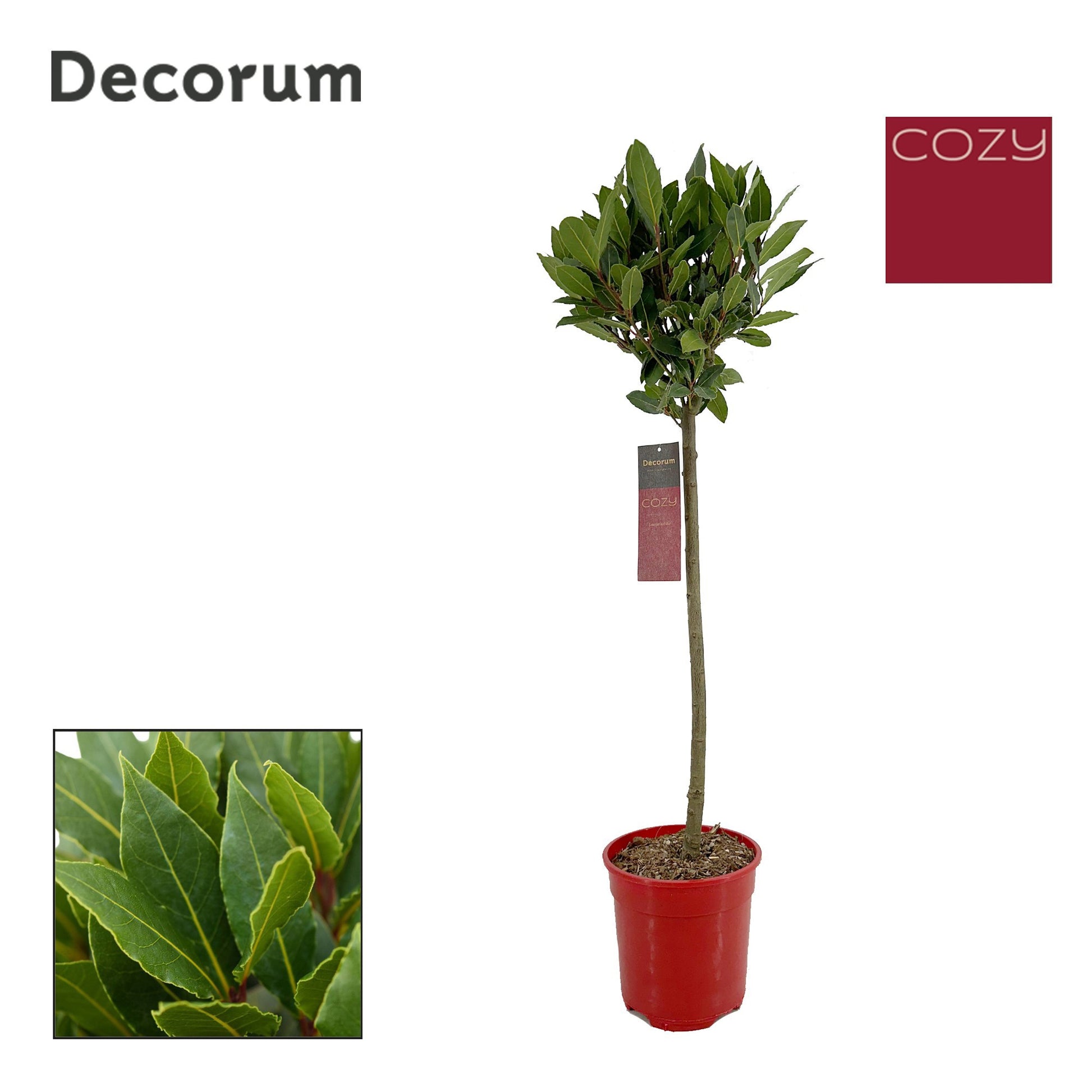 Laurus nobilis 90cm 20cm Pot