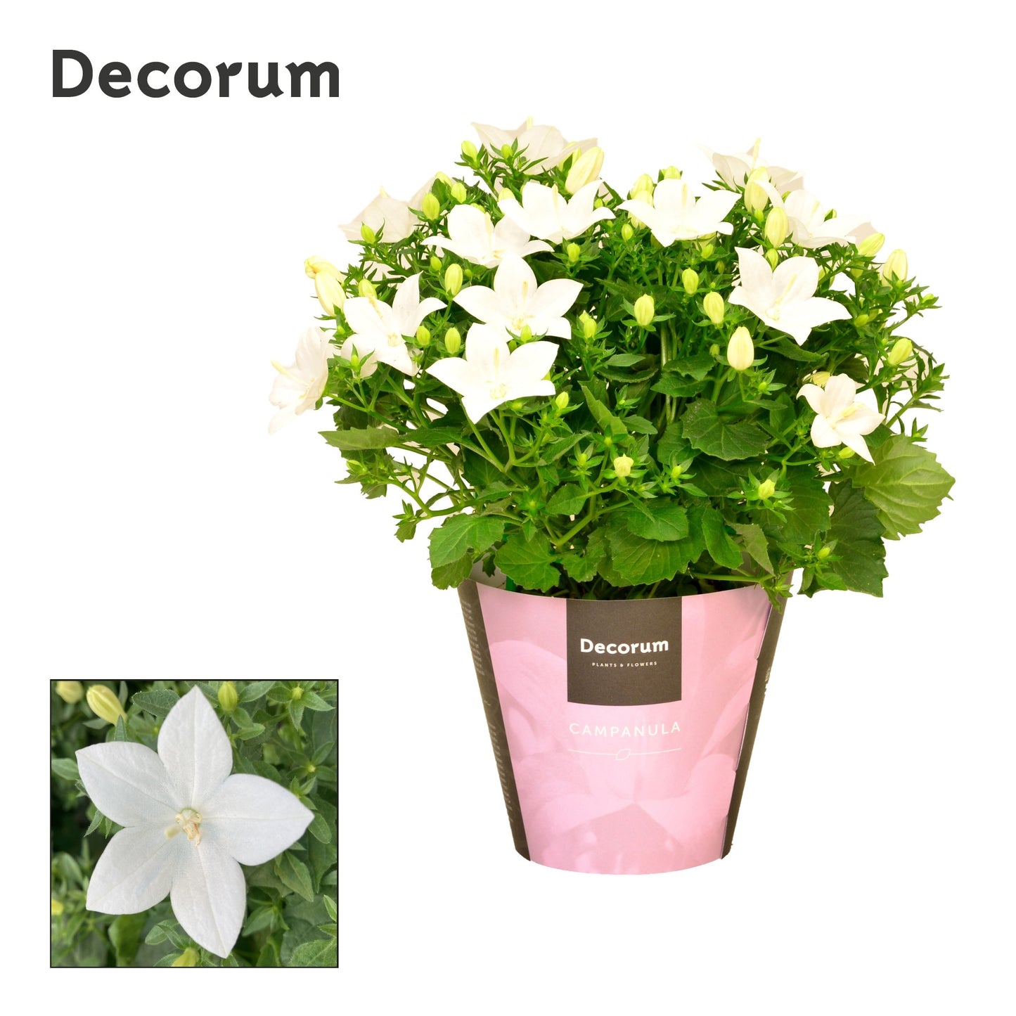 Campanula Atlanta White 20cm 11cm Pot