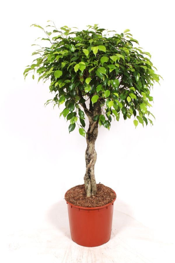 Ficus benj. Exotica 150cm 34cm Pot