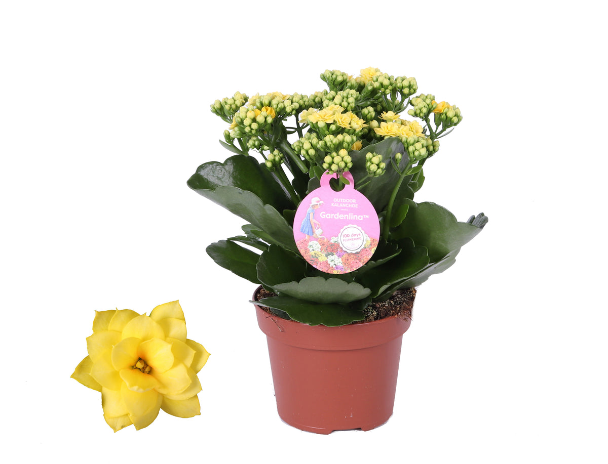 Kalanchoe double Gardenlina mix 27cm 12cm Pot