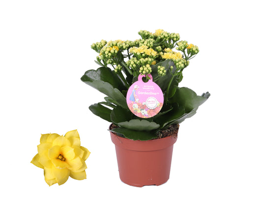 Kalanchoe double Gardenlina mix 27cm 12cm Pot