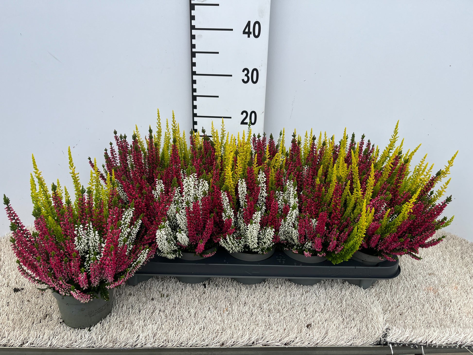Calluna Garden Girls trio 20cm 11cm Pot