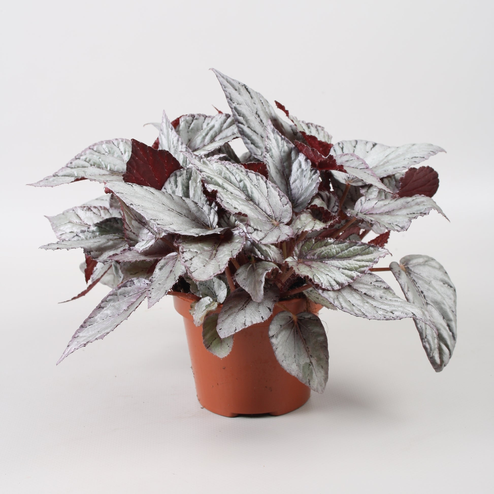 Begonia Arctic Breeze 22cm 12cm Pot