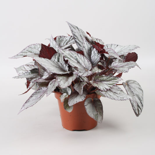 Begonia Arctic Breeze 22cm 12cm Pot