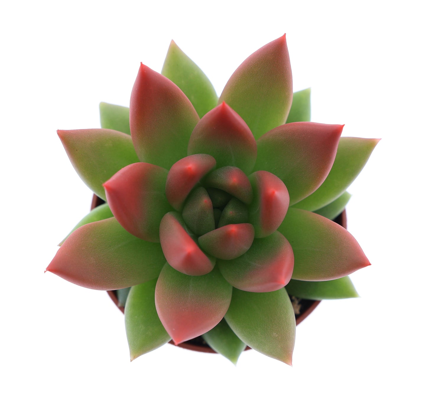 Euro Cactus Holland Bv Miranda tips red Pack of 20
