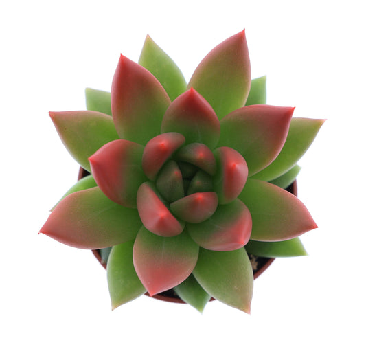 Miranda tips red 8cm 5.5cm Pot