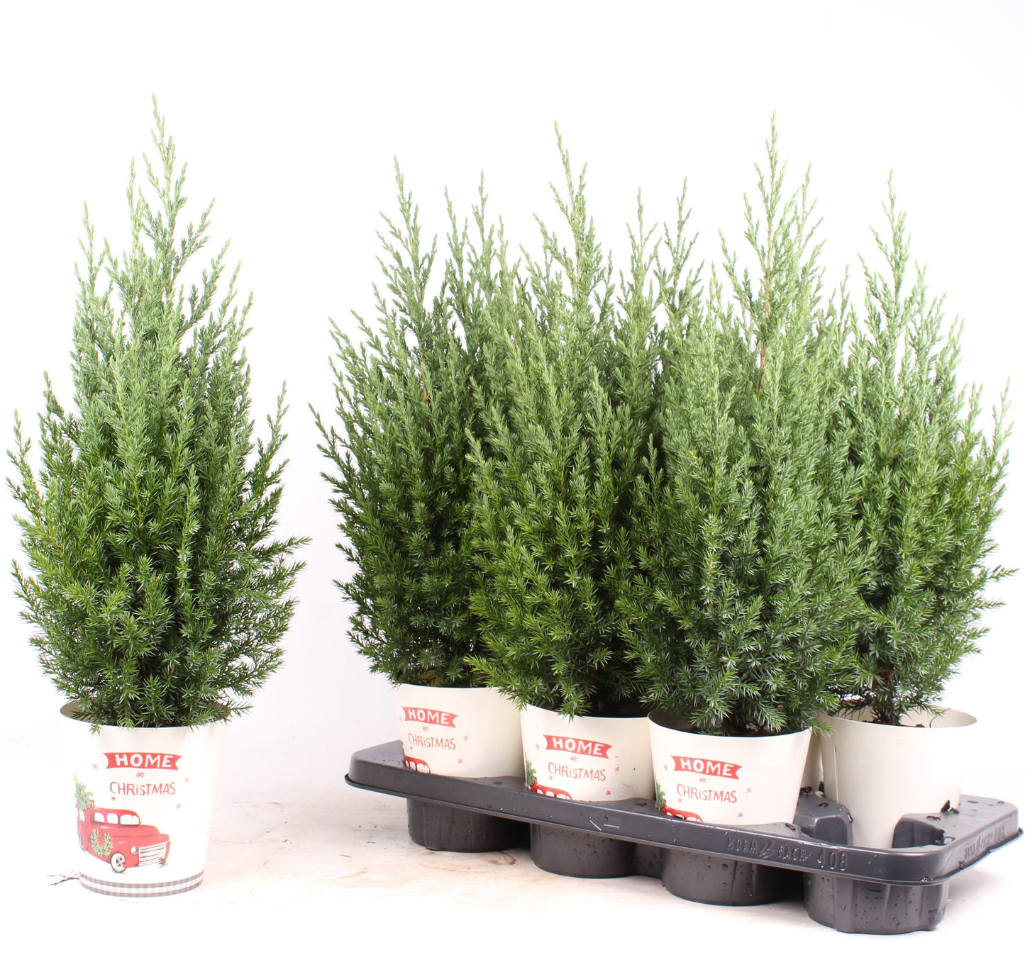 Juniperus Stricta 60cm 13cm Pot
