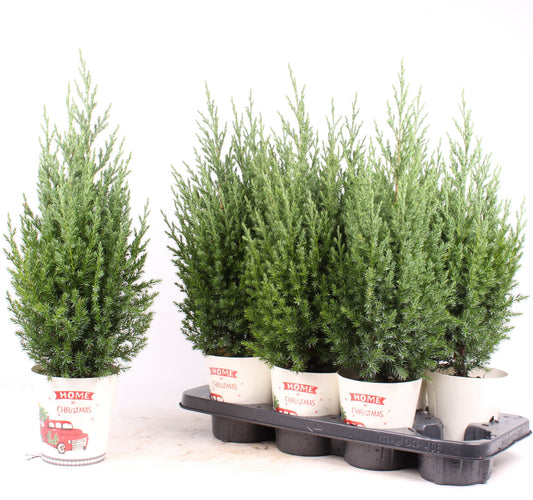 Juniperus Stricta 60cm 13cm Pot