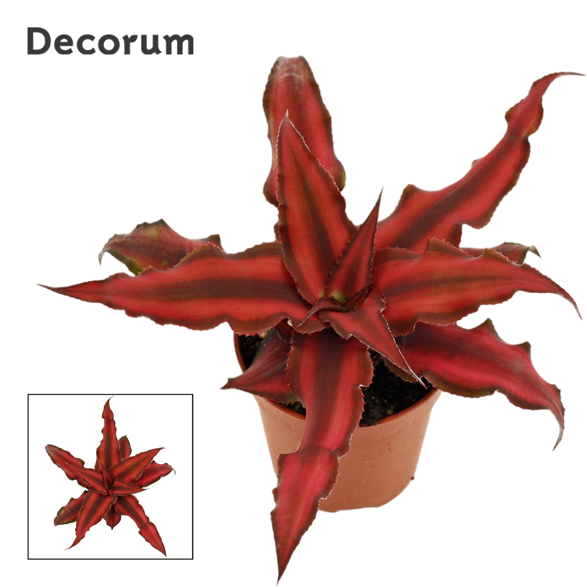 Duijn-Hove BV, kwekerij Cryptanthus Red Star Pack of 14
