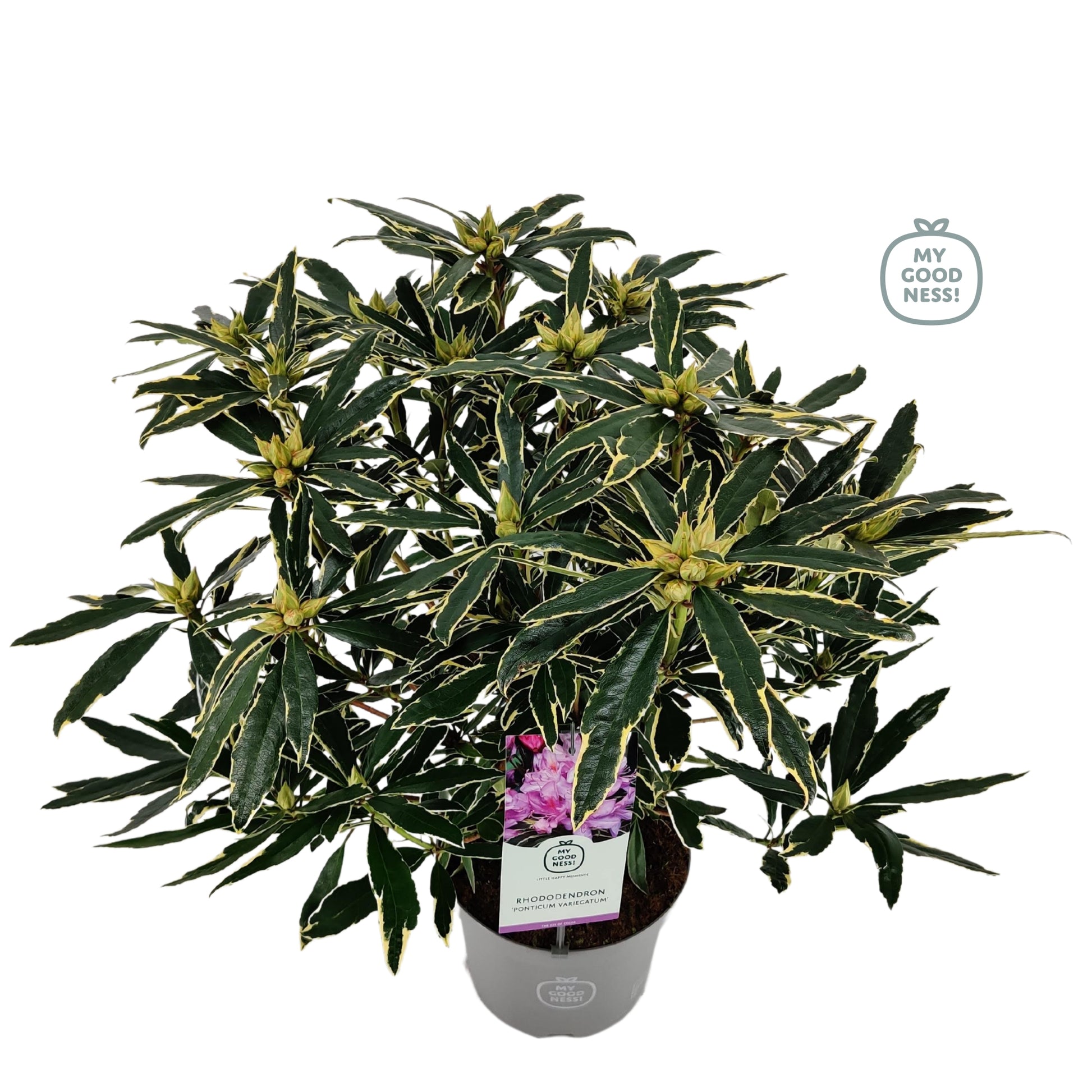 Leybaert BVBA Rhododendron pon. variegatum Pack of 1