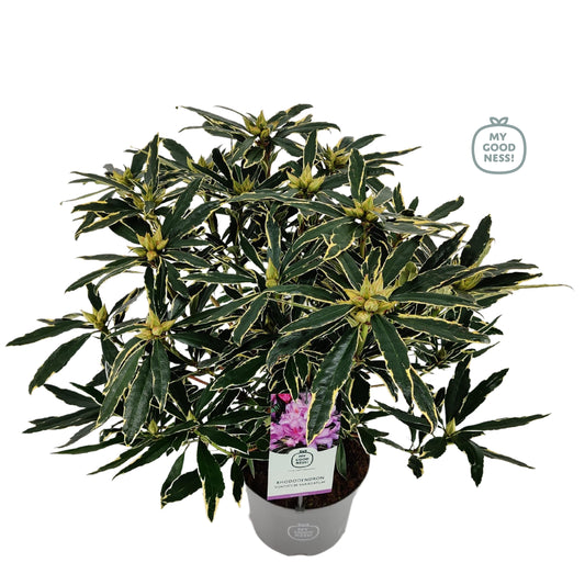 Leybaert BVBA Rhododendron pon. variegatum Pack of 1