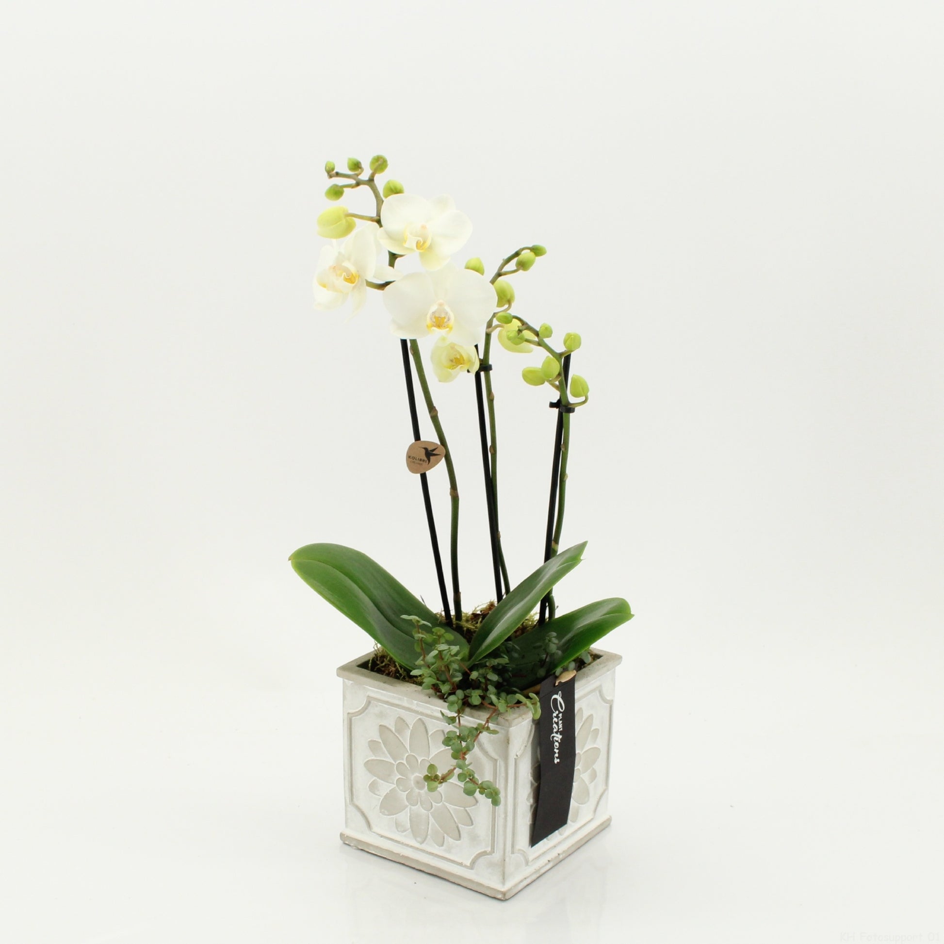 Phalaenopsis arrangement 45cm 13cm Pot