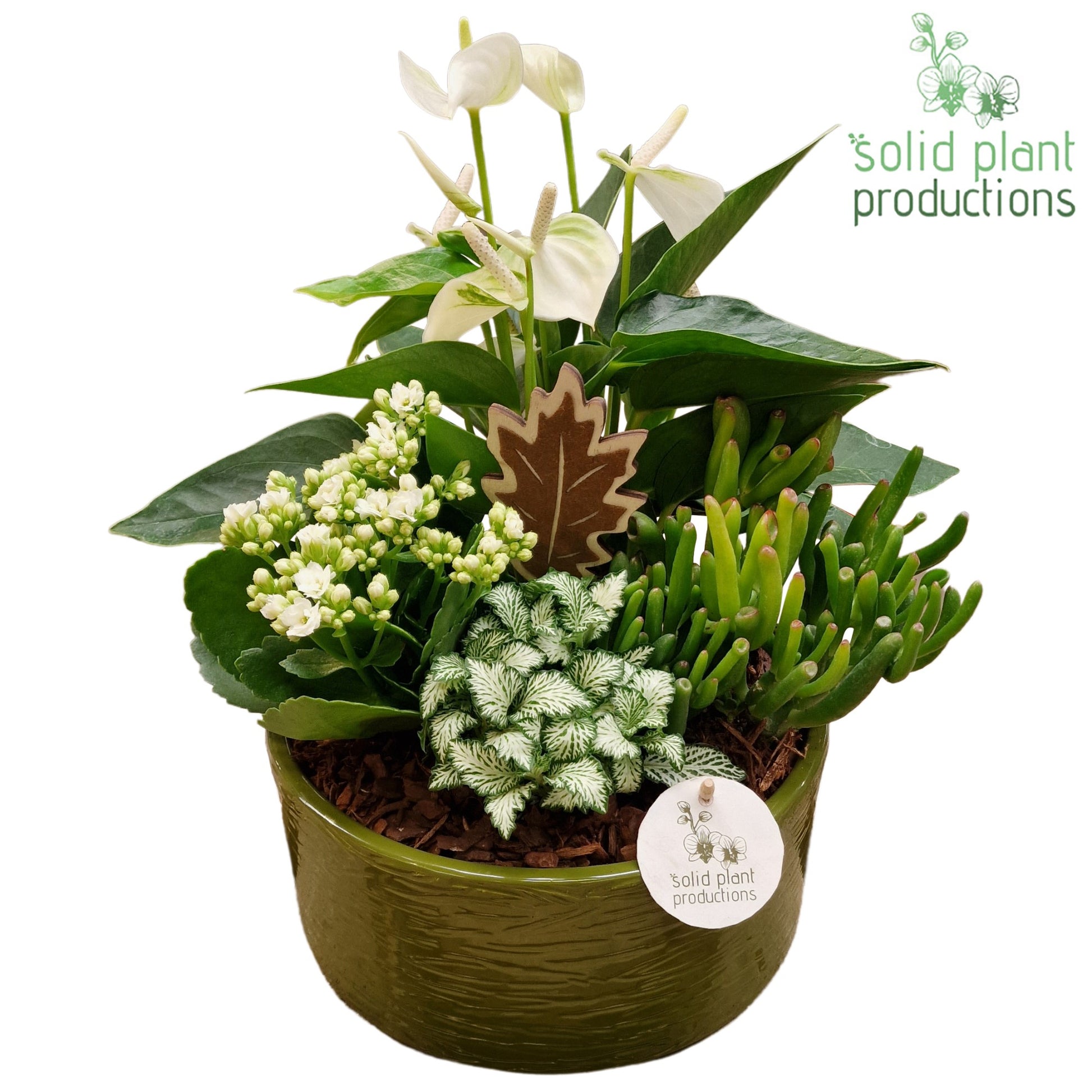 AT004 Stella Green White 42cm 22cm Pot