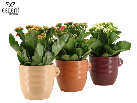 Kalanchoe Rosalina mix 27cm 12cm Pot