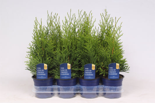 Thuja occidentalis Smaragd 30cm 11cm Pot