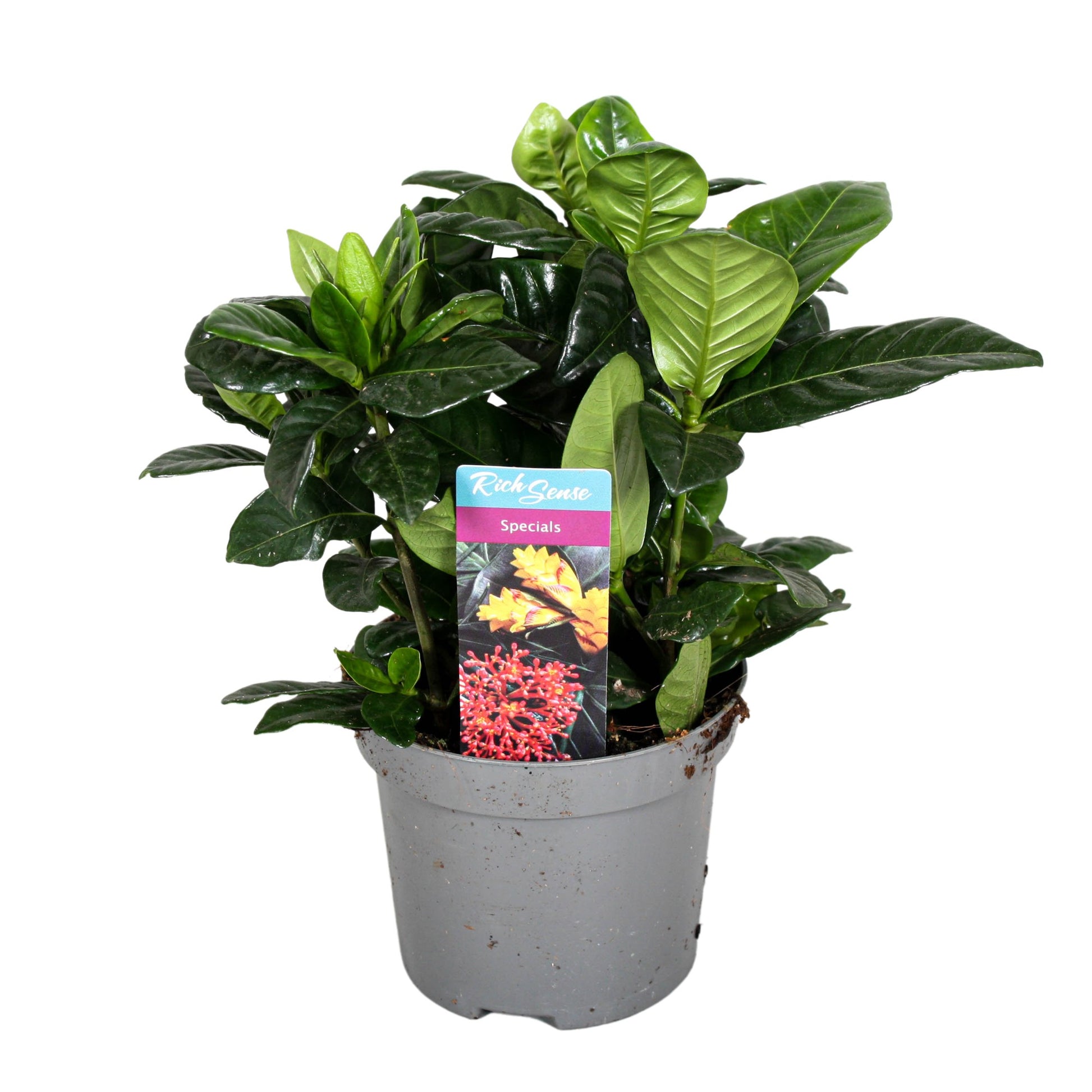 Richplant, VOF Gardenia jasminoides Pack of 10