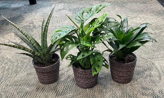 Foliage houseplants mix 40cm 12cm Pot