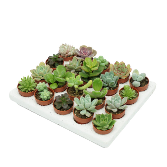Succulent mix 5cm 4cm Pot